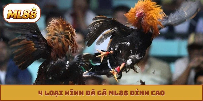 4 loại hình đá gà ML88 đỉnh cao