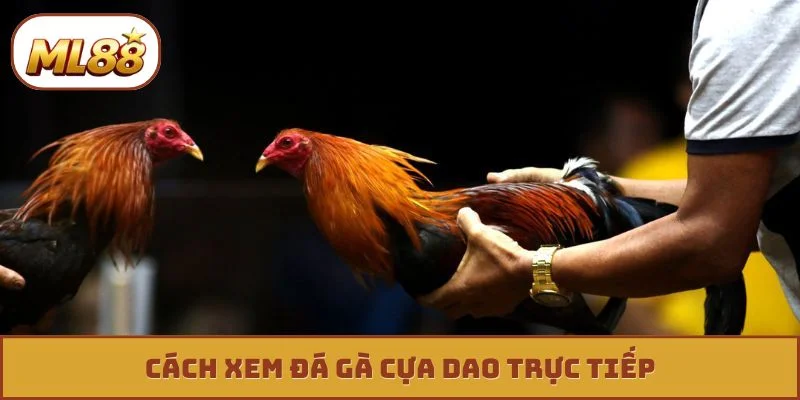 đá gà cựa dao trực tiếp ml88