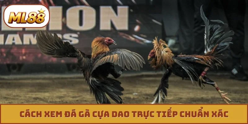 Cách xem đá gà cựa dao trực tiếp chuẩn xác