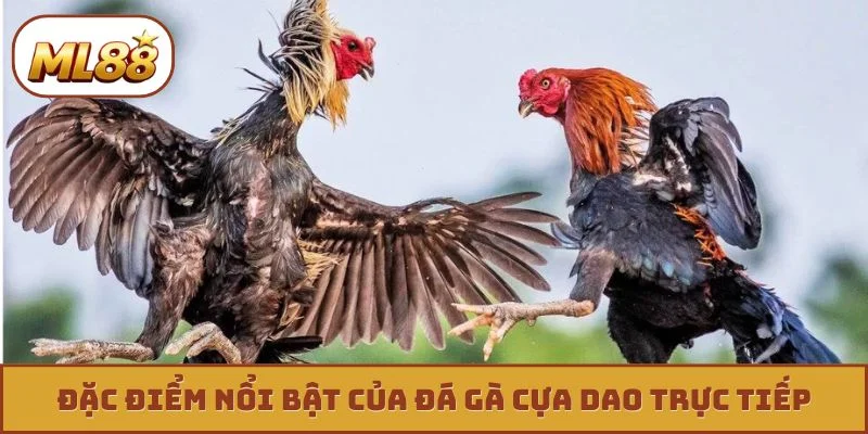 Đặc điểm nổi bật của đá gà cựa dao trực tiếp