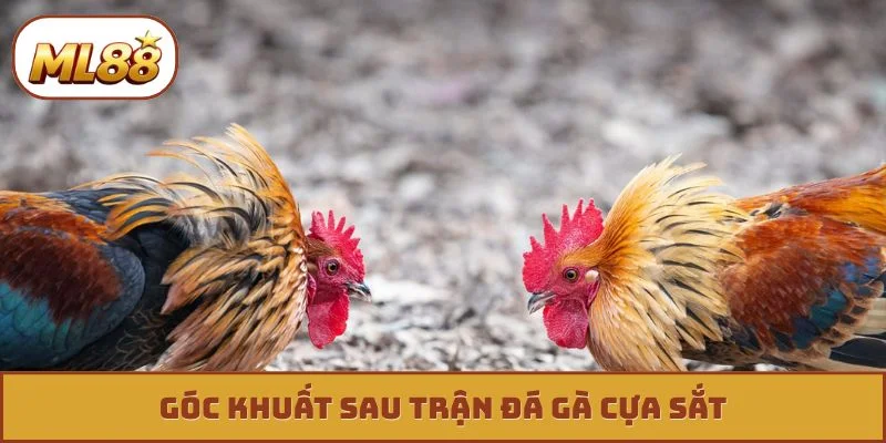 Góc khuất sau trận đá gà cựa sắt
