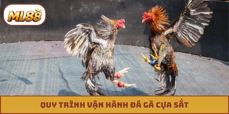 Quy trình vận hành đá gà cựa sắt